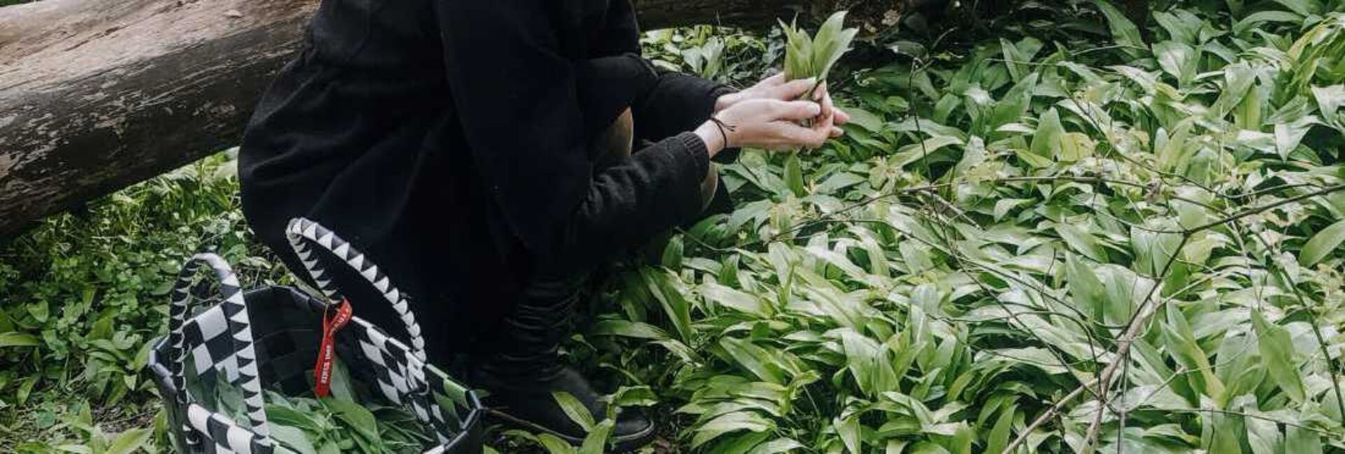 Der aromatische Frühlingsbote