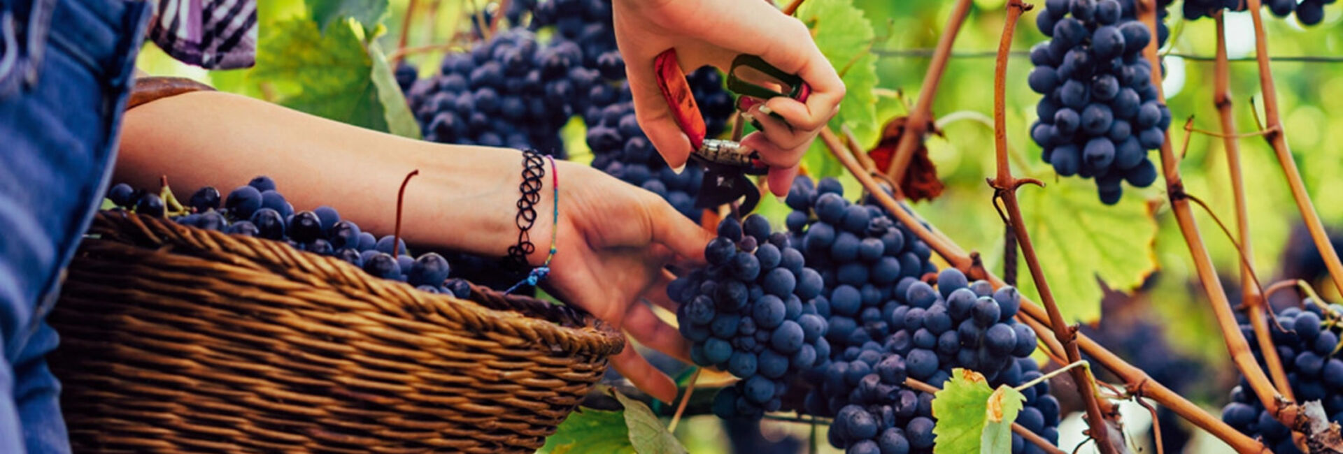 Die Zeit der Weinlese