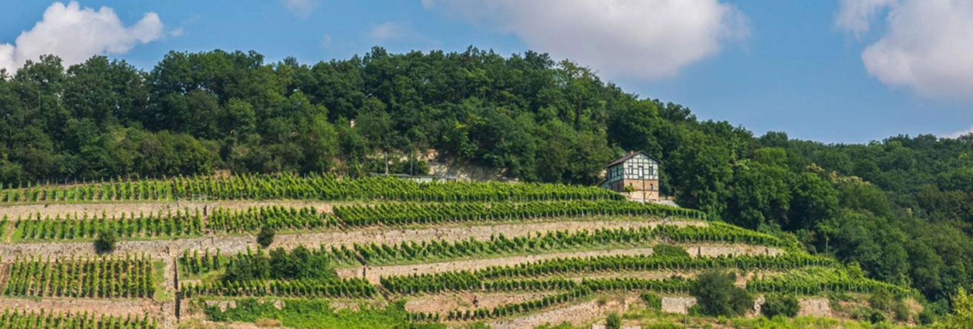 Wandel im Weingebiet Thüringen